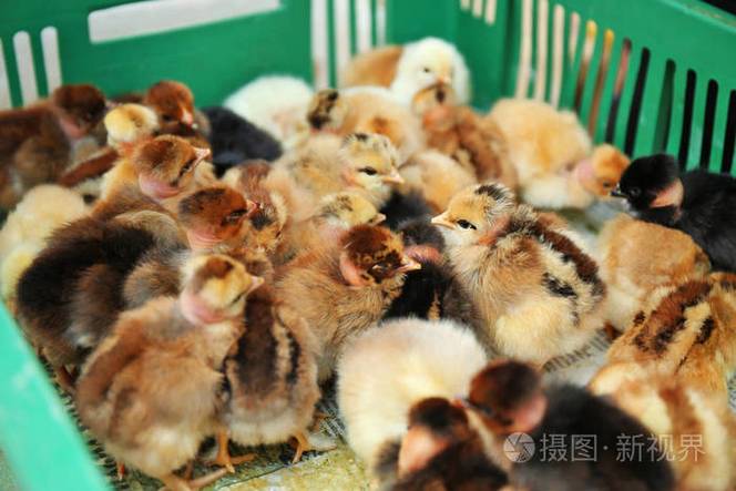 孵化箱里的小生命 鸭、鸡、鹅的温馨逗趣日记