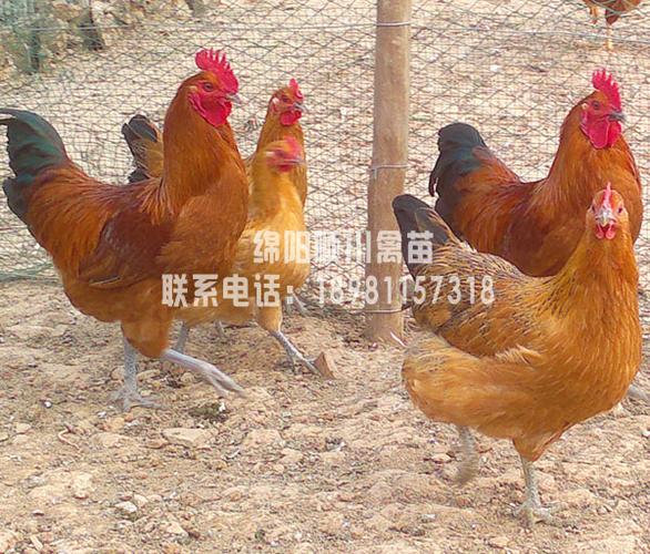 绵阳土鸡苗,四川土鸡苗,瑶鸡苗,肉鸡苗,鸡孵化场