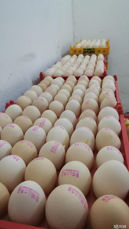 成都饲料