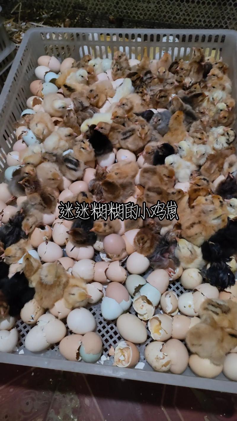 矿建刘成庄孵化场 15837577673.今天小鸡崽已破壳而