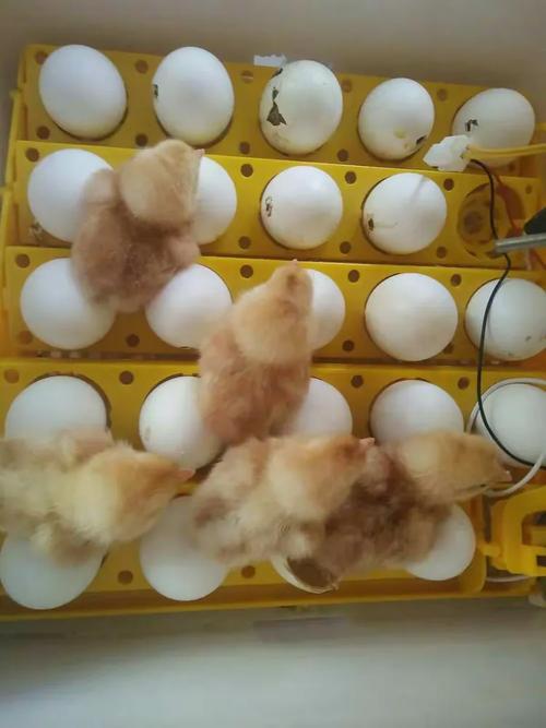 恒涛双语一年级四班探究活动